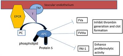 Frontiers Protein C Pathway In Paediatric And Neonatal Sepsis